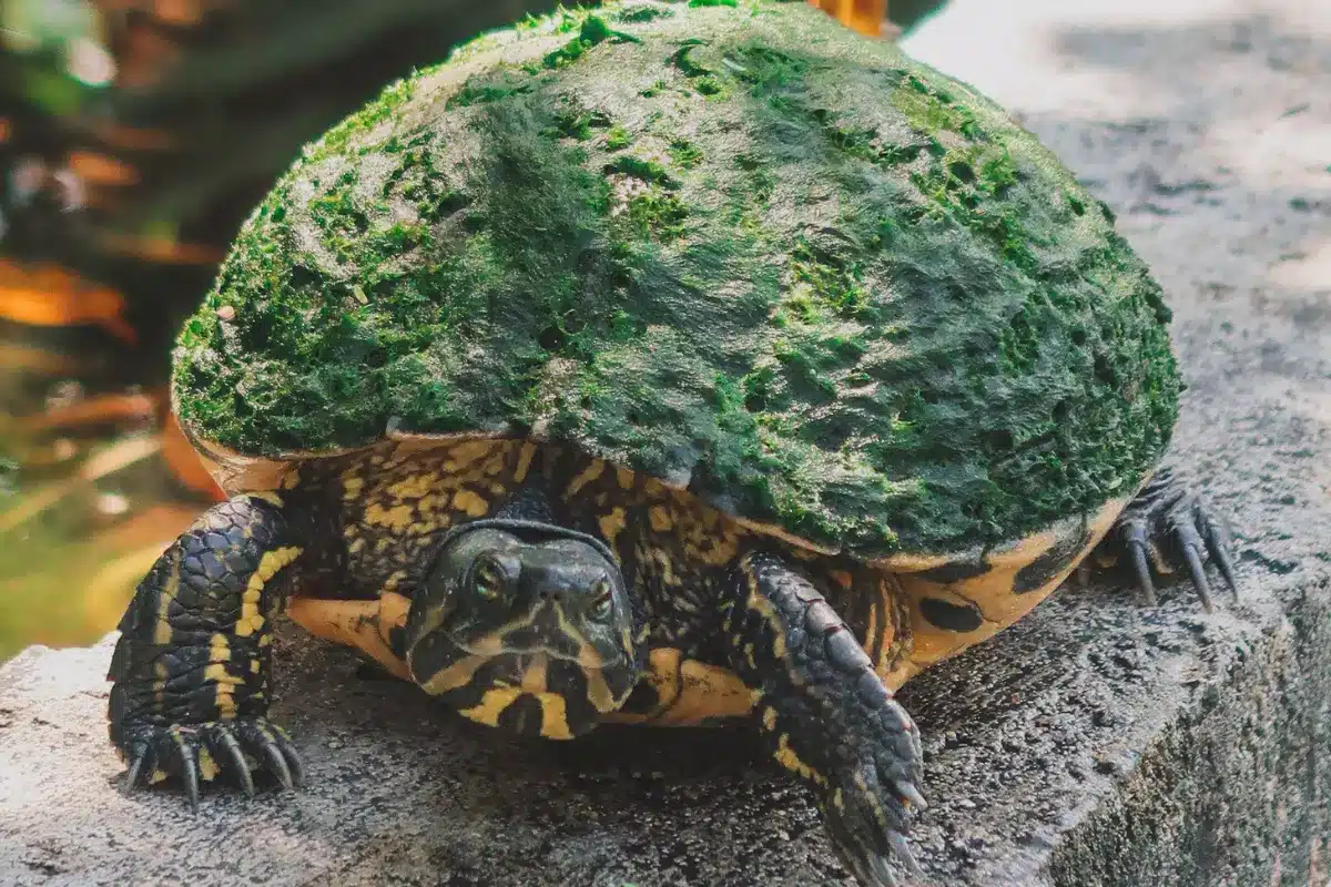 Trzymanie żółwi w nieodpowiednich warunkach nie pozwalają na zdrowe i naturalne zachowania