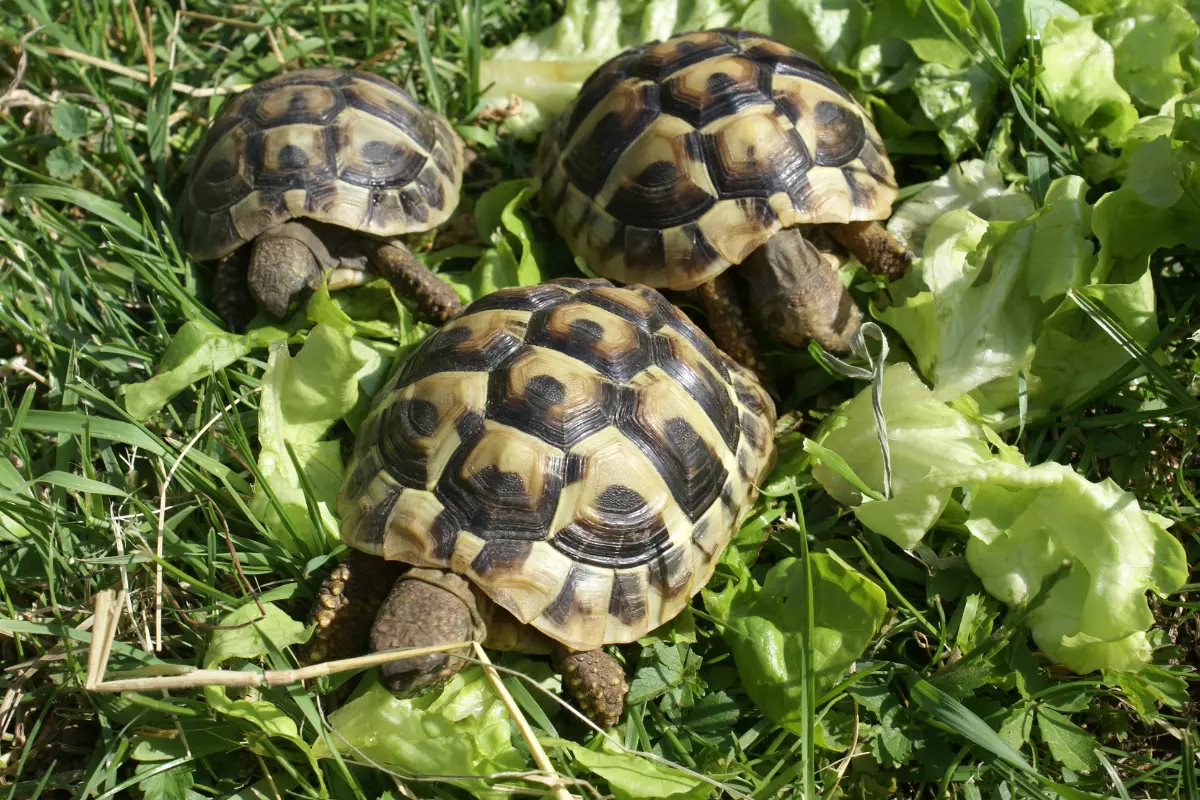 Żółwie lądowe, w przeciwieństwie do wodnych, jedzą głównie zielone warzywa.